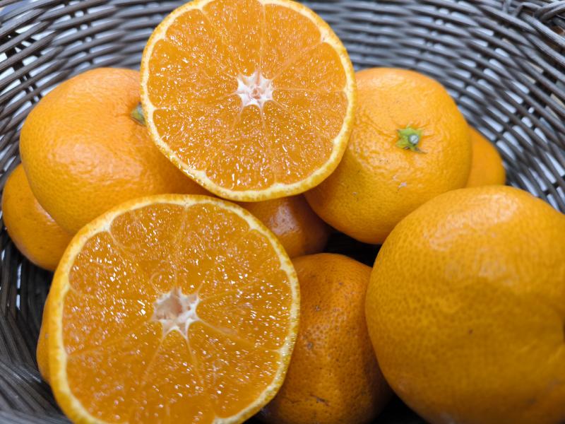 紀州有田みかん 贈答用秀品 10kg箱