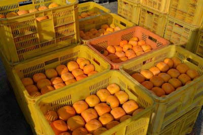 生産日本一　和歌山の柿