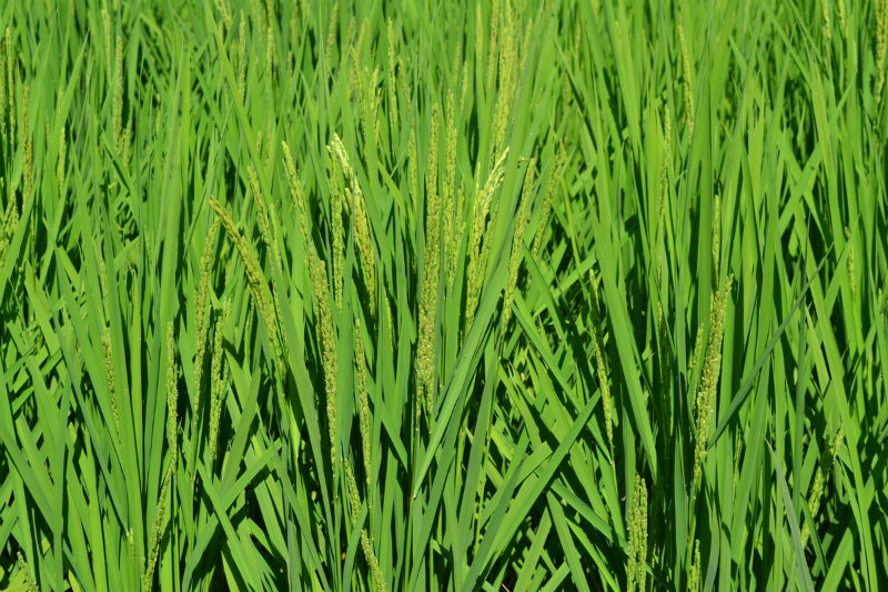 ミカド農園のお米情報です。