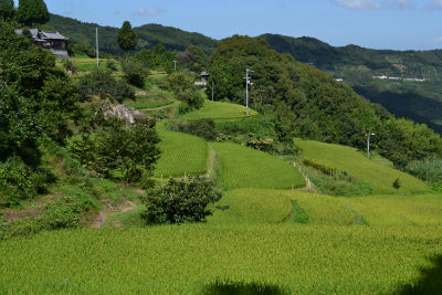 23年　棚田のキヌヒカリが少し収穫できました。