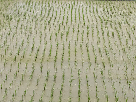 田植えの近況報告です