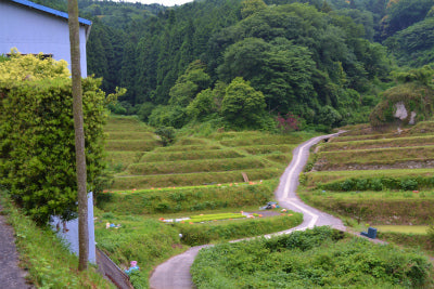 Ｈ24　棚田でつくるキヌヒカリの田植えが始まりました。