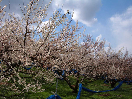 うめ～梅花の開花状況!(^^)!