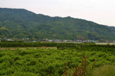 紀州和歌山の桃　おいしい！おいしい！桃の実り状況