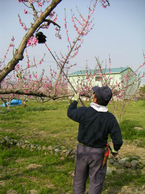 白鳳(2kg箱　6〜8個入り)　(完売)
