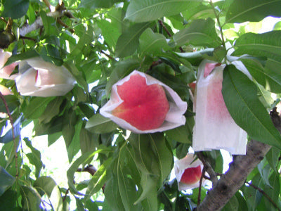 白鳳(2kg箱　6〜8個入り)　(完売)