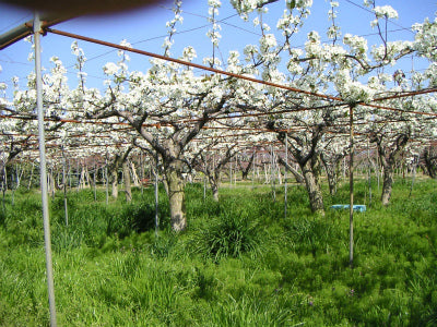 白鳳(4kg箱 12〜15個入り)　(完売)