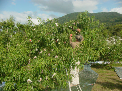 白鳳(4kg箱 12〜15個入り)　(完売)